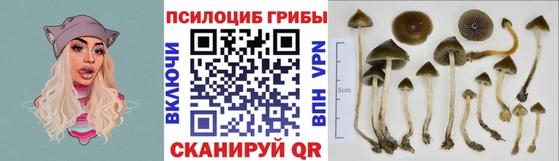 Псилоцибиновые грибы Psilocybine cubensis  Мурино 